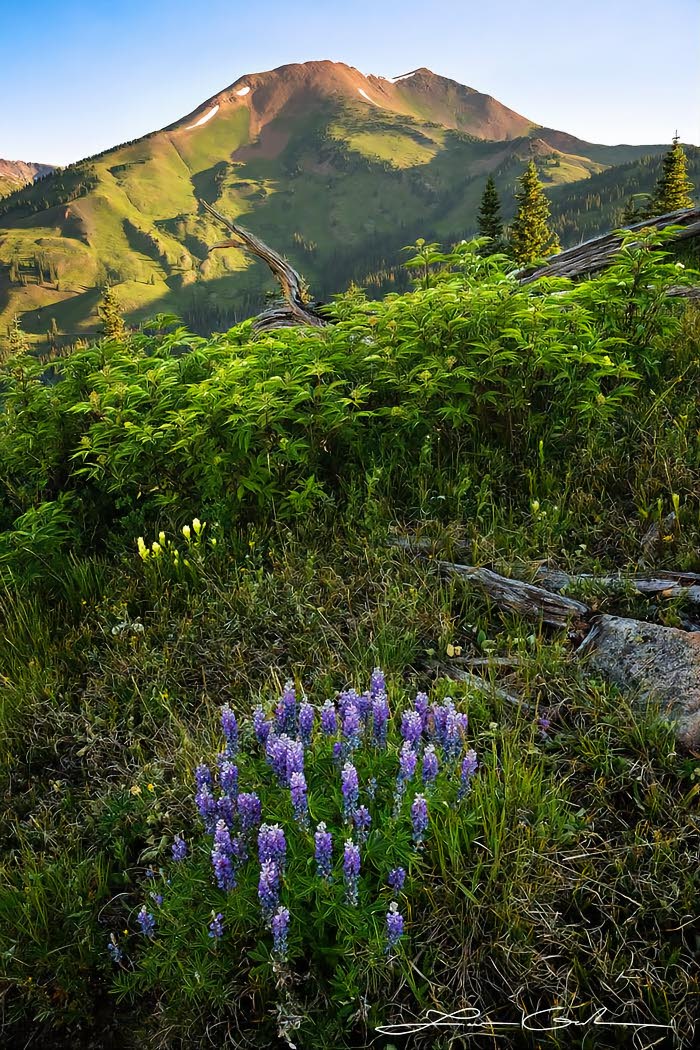 Wild lupine flowers and a lush peak background in the Elk Mountains, Colorado