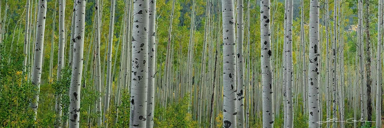 A panorama of fall color aspen trees - Small