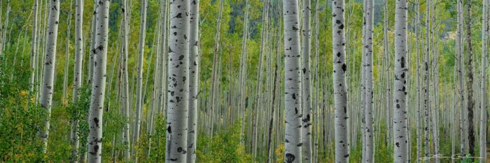 A panorama of fall color aspen trees