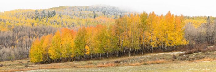 A fall color aspen grove with light snow sprinkle