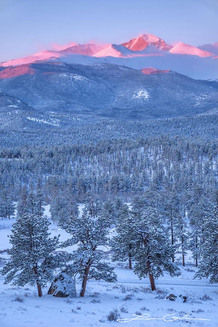 Longs Peak in pink color during a winter sunrise and snow covered trees in Rocky Mountain National Park
