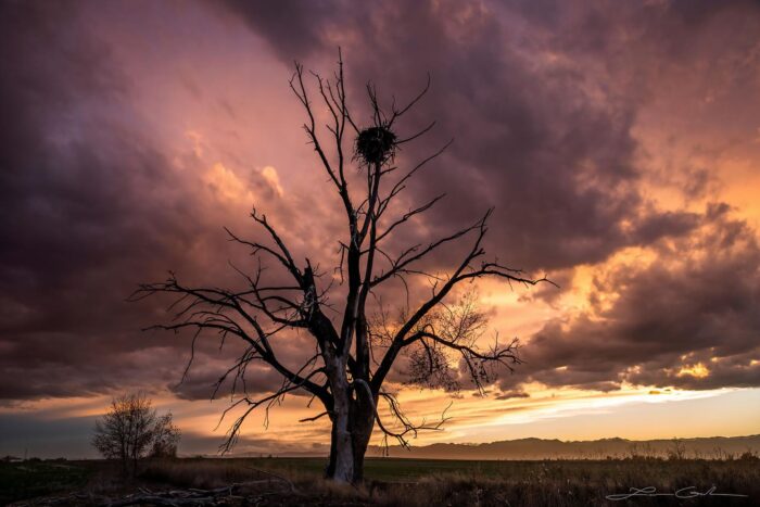 A barren tree with a bald eagle nest with a dramatic sky sunset