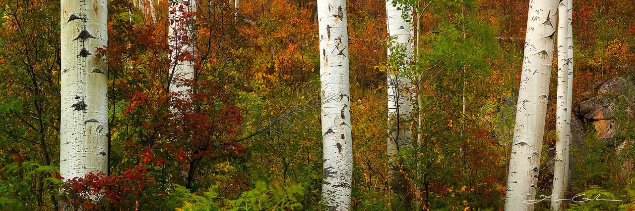 Fall color leaves and bushes with white aspen trunks - Small