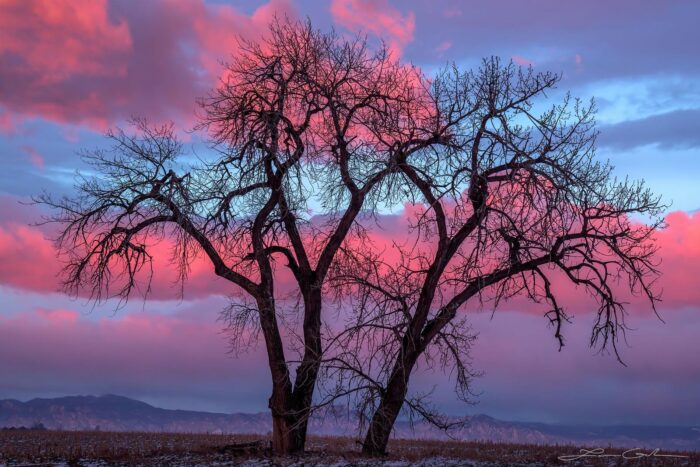 Cottonwood tree against pink clouds sunrise