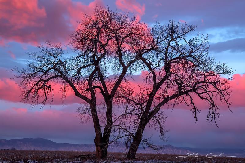 Cottonwood tree against pink clouds sunrise - Small