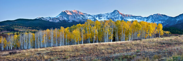 A panorama of yellow aspens with white trunks and snow covered peaks at sunset