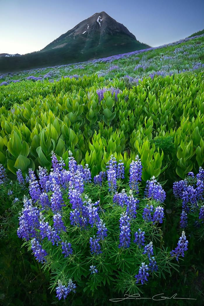 Lush lupine wildflowers in a field of corn lilies and Gothic Mountain in the background
