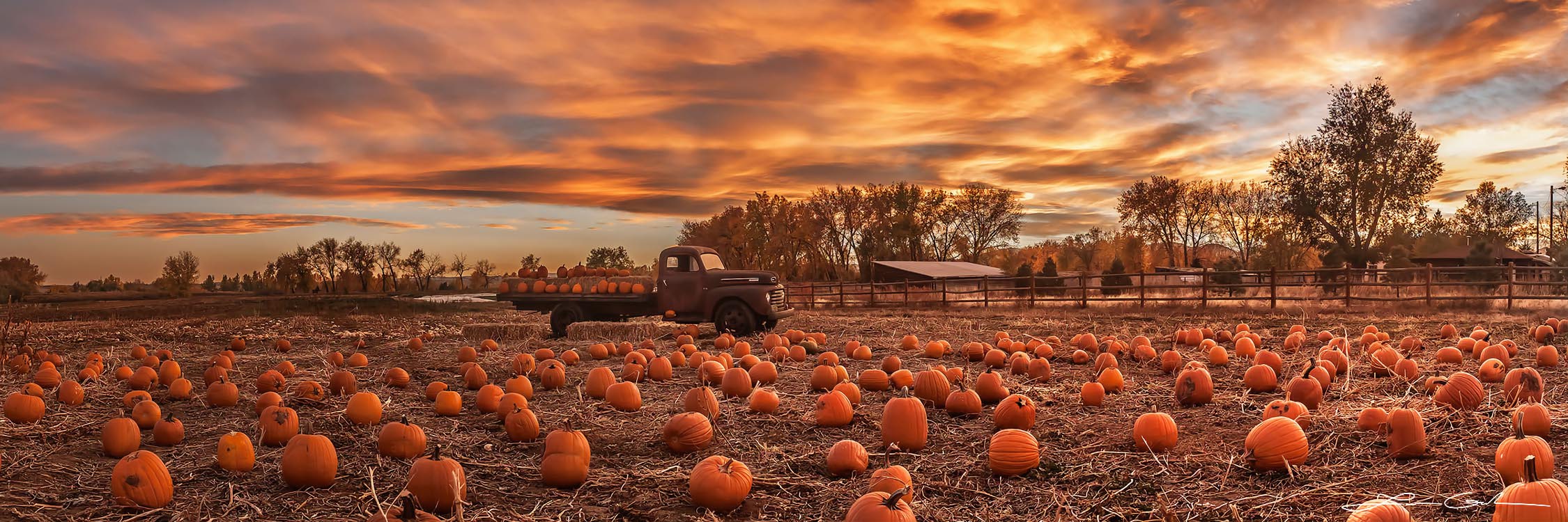 A field of pumpkins and an old truck under beautiful dramatic sunset clouds and skies