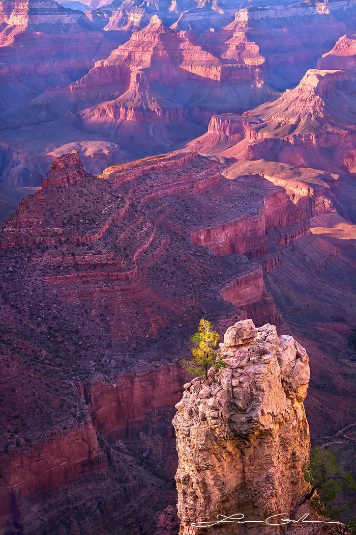 A single pine tree perched on the edge of a tall cliff overlooking the Grand Canyon