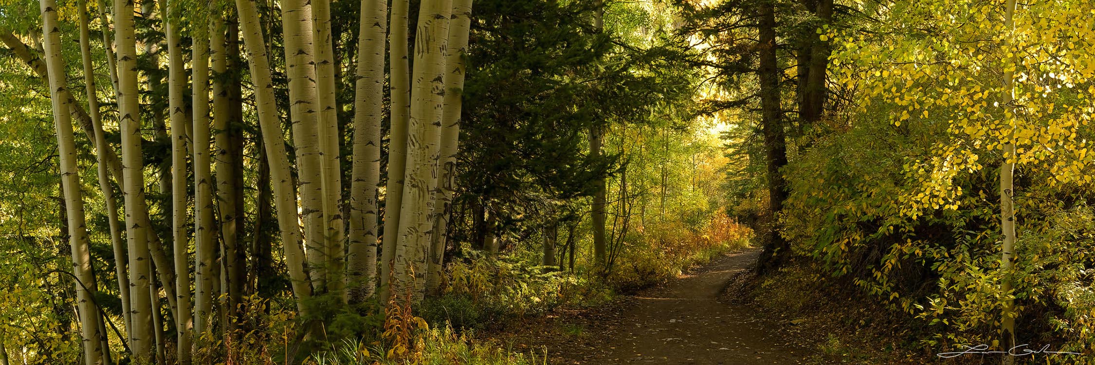 A curving path through an aspen forest and sunshine