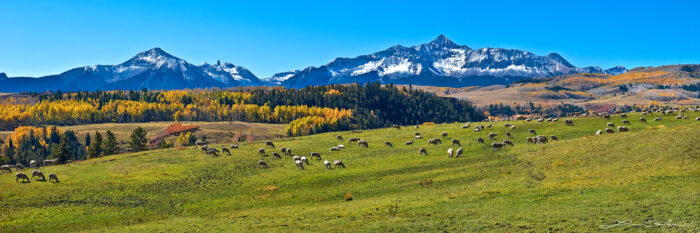 A mountain pasture field with grazing sheep, yellow aspens, and snow covered mountains near Telluride