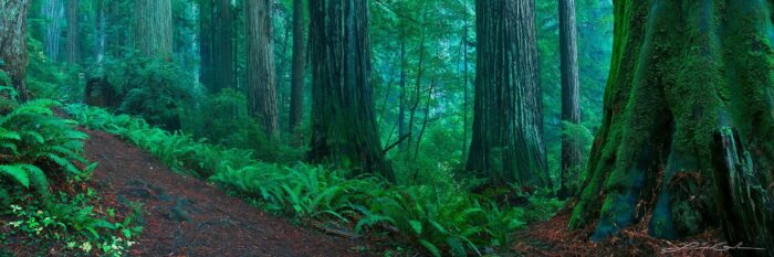 A trail through a redwoods forest, Redwood National Park