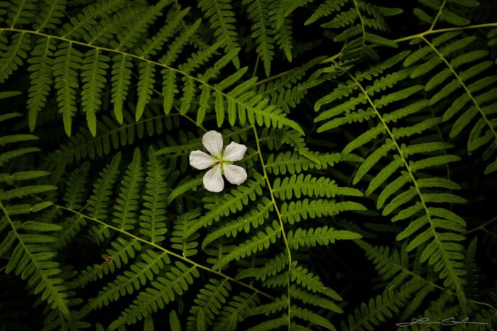 A beautiful white wildflower among green ferns
