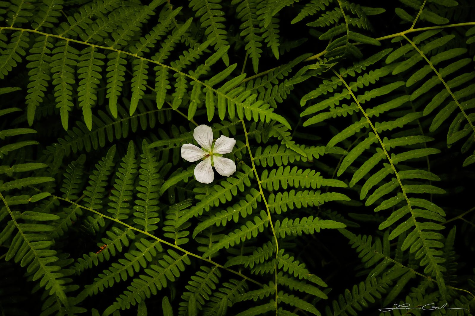A beautiful white wildflower among green ferns