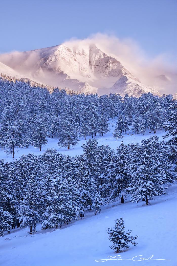 Snow covered pine trees with a sunlit mountain behind them
