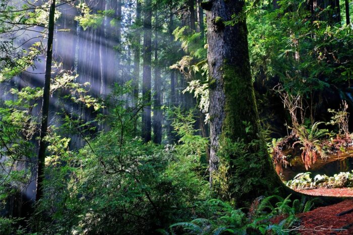 Redwoods forest with sunshine beams through the trees, California