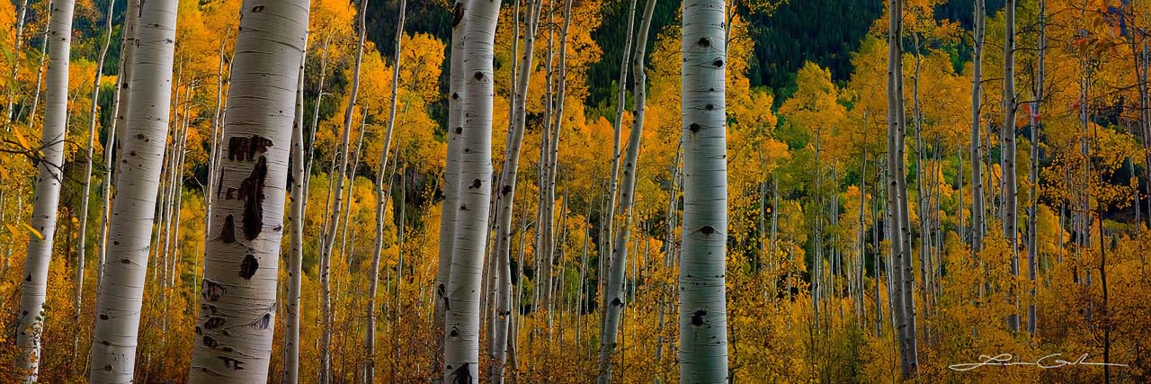 A panorama of white aspen tree trunks and yellow leaves - Small