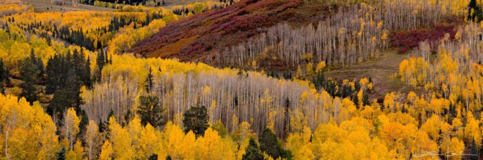A panorama of yellow aspens and red bushes on a hill