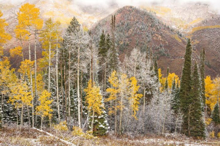 Fresh snow over yellow aspens and pine trees