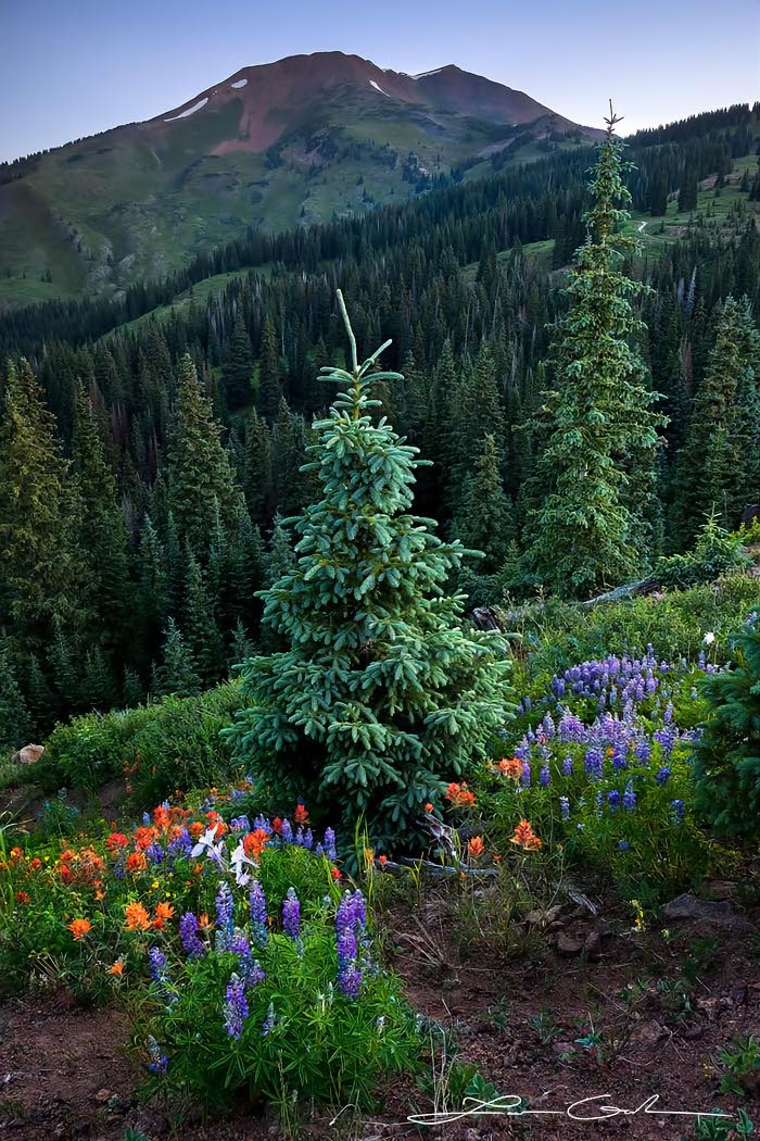 Alpine mountain flowers with a lush pine forest and a mountain in the background