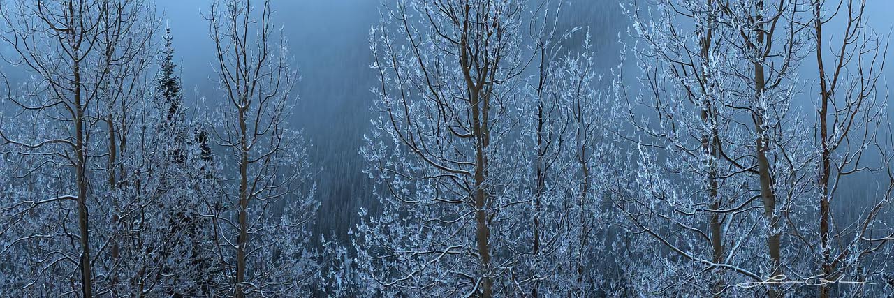 Frosted aspen trees with snow panorama - Small
