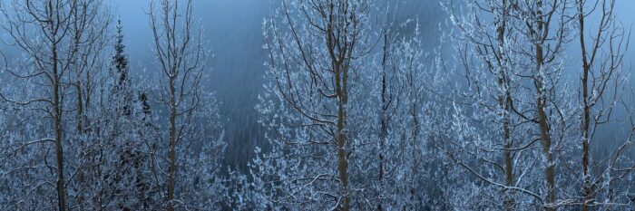 Frosted aspen trees with snow panorama
