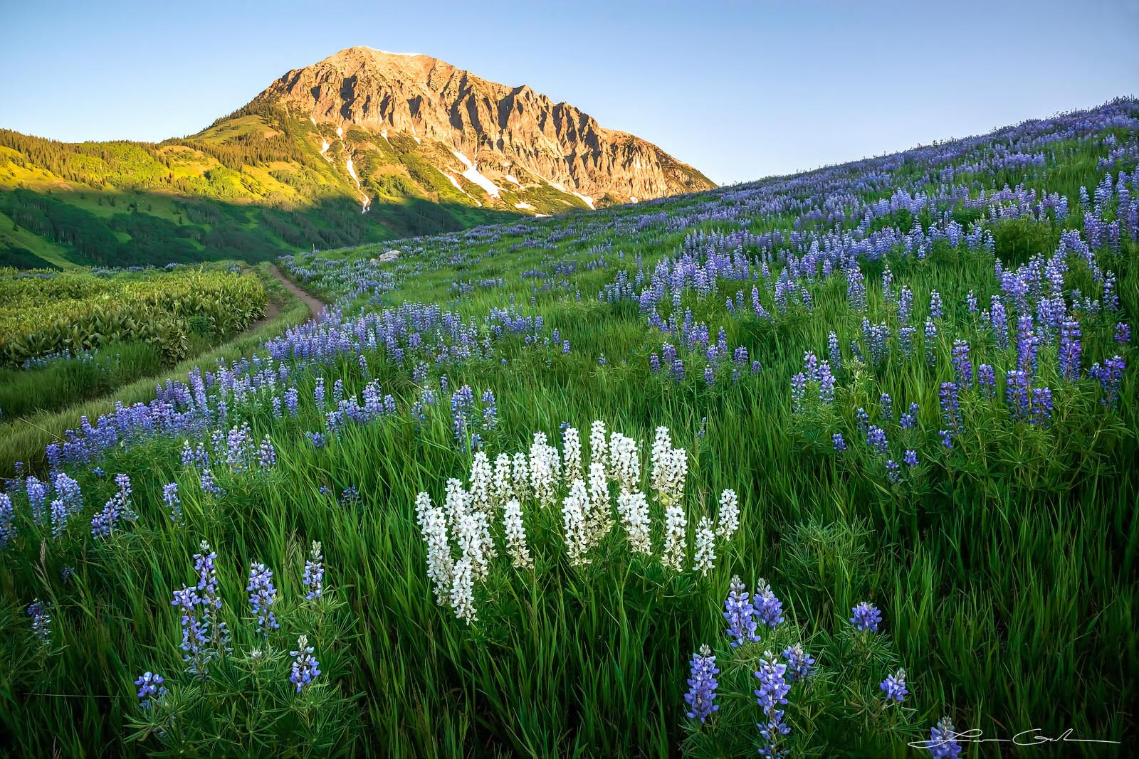 White and purple lupine flowers on a hill meadow and mountain in the background
