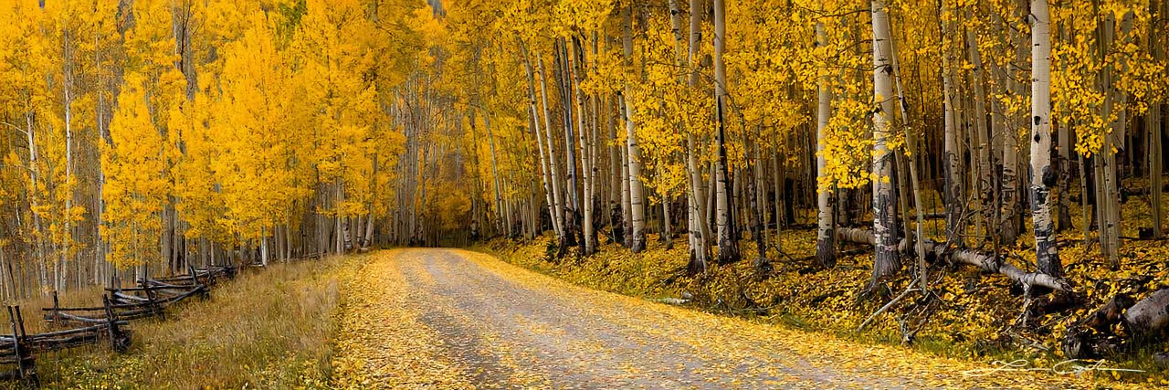 A peaceful country road covered with golden leaves and surrounded by yellow aspens - Small