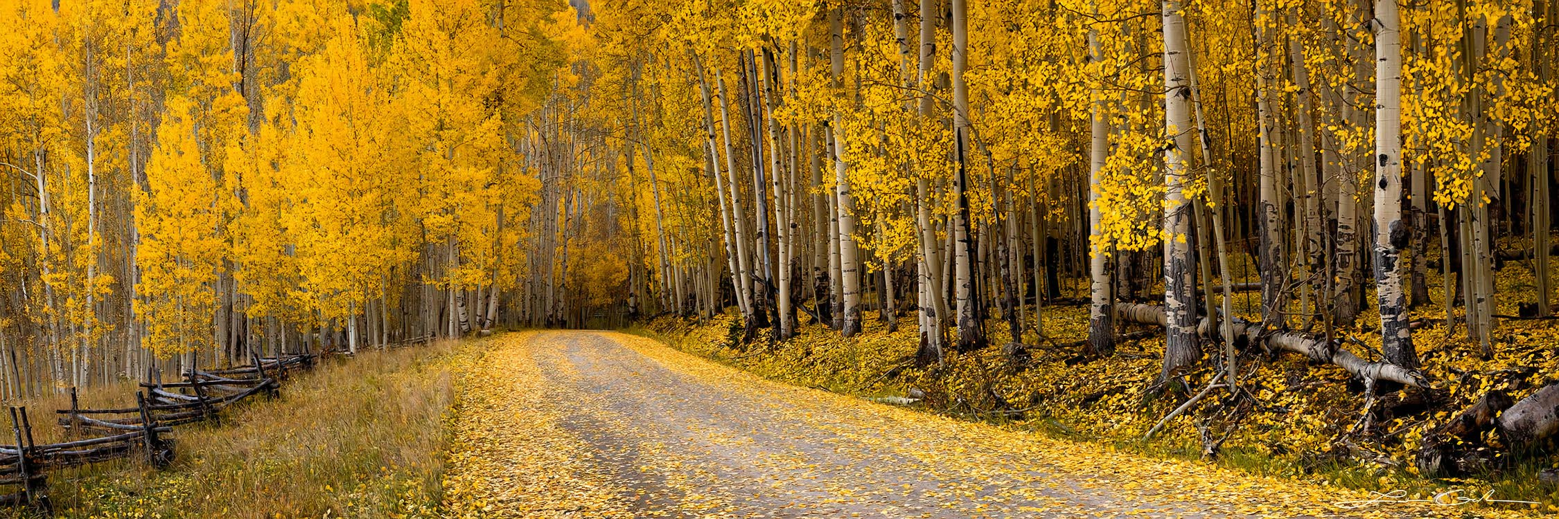 A peaceful country road covered with golden leaves and surrounded by yellow aspens