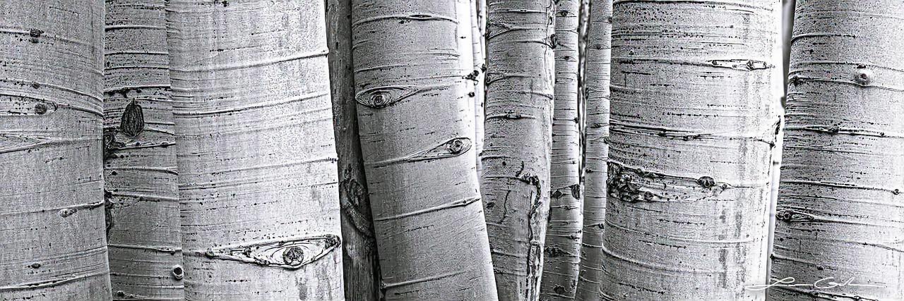 Thick aspen tree trunks next to each other, Crested Butte - Small