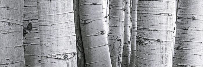 Thick aspen tree trunks next to each other, Crested Butte