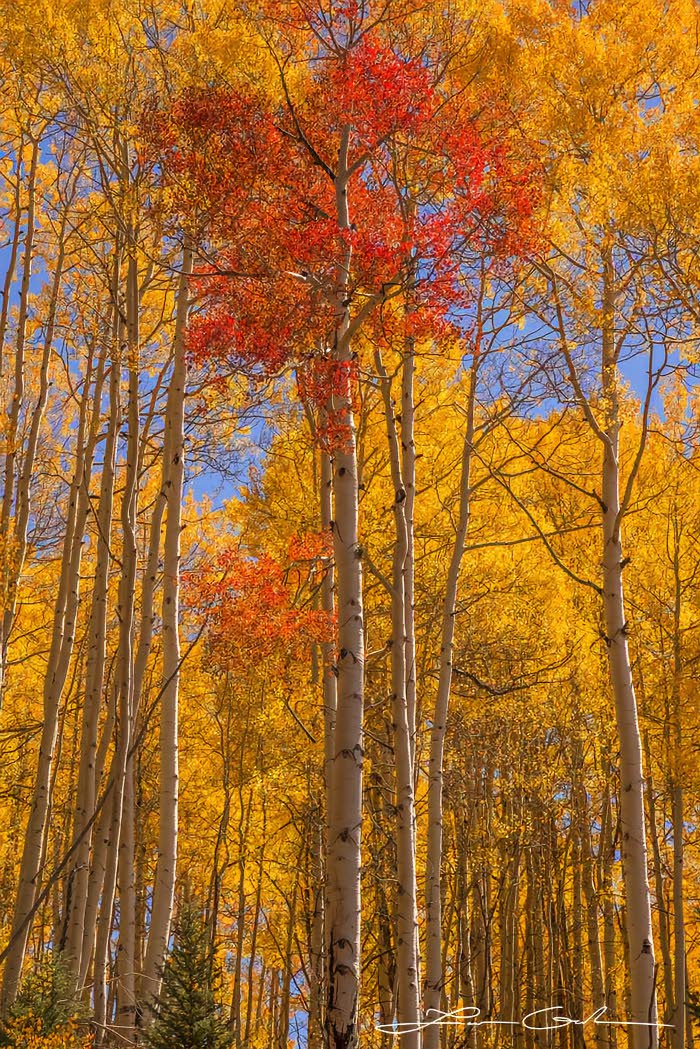 A red leaf aspen tree in a forest of golden aspens