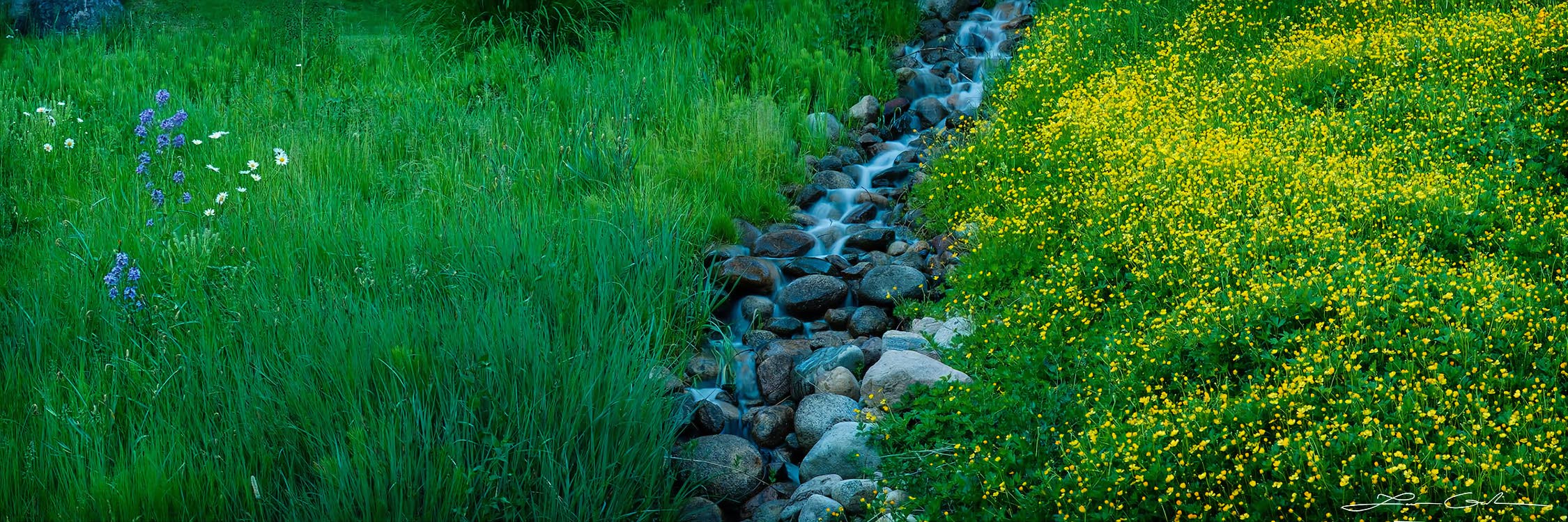 A water brook running through a field of green grass and flowers - Aspen, Colorado