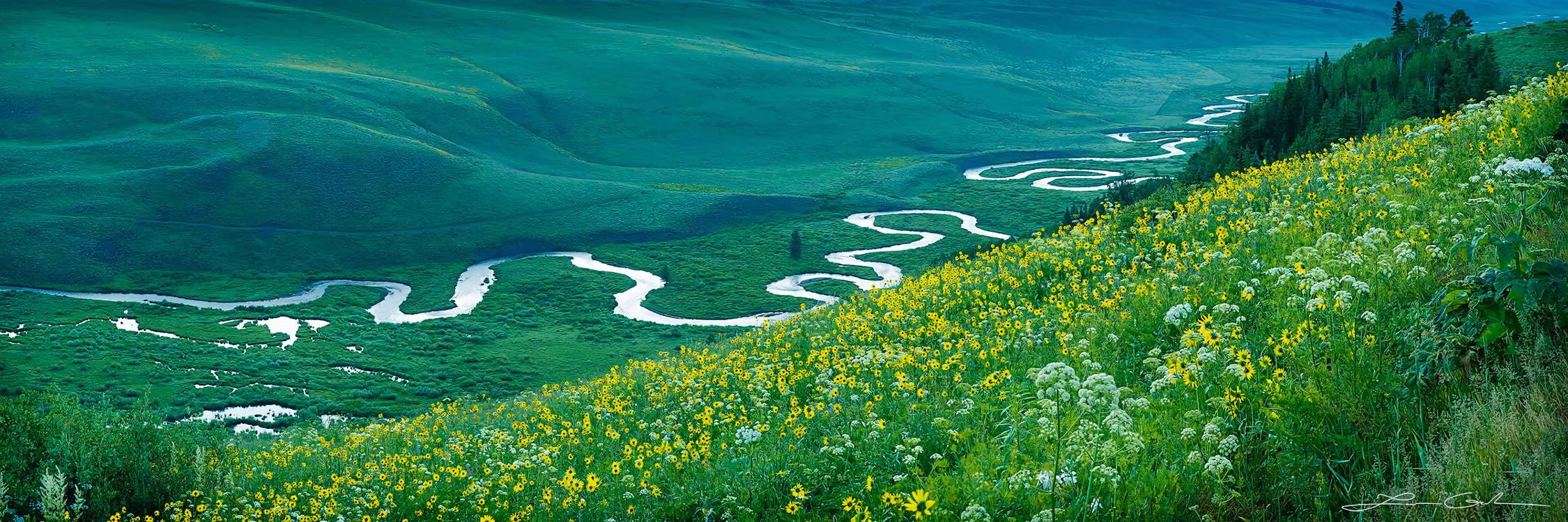 A meandering river in a green mountain valley and a field of wildflowers, Crested Butte, Colorado