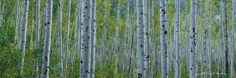 Panoramic fine art image of an aspen forest - Cold white balance