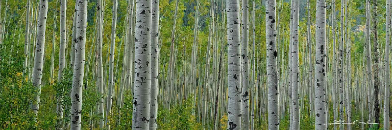 Panoramic fine art image of an aspen forest