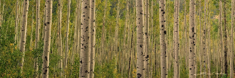 Panoramic fine art image of an aspen forest - Warm white balance