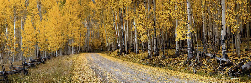Beautiful panoramic country road with golden aspen trees - Cold white balance