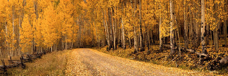 Country road covered with yellow aspen leaves