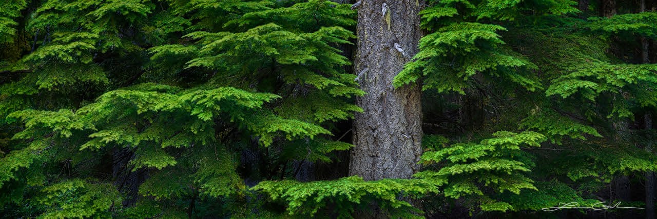 A panorama of a huge evergreen tree canopy and a big tree trunk, Oregon - Small