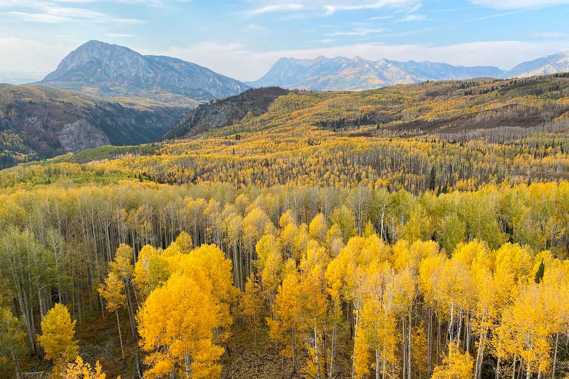 A fall color view of yellow aspens and mountains in the distance