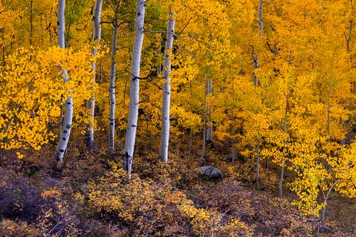 11 Ways to Experience the Colorado Fall Colors
