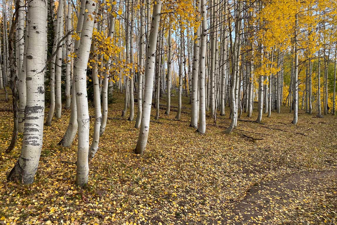 Aspen tree trunks with yellow leaves on the ground