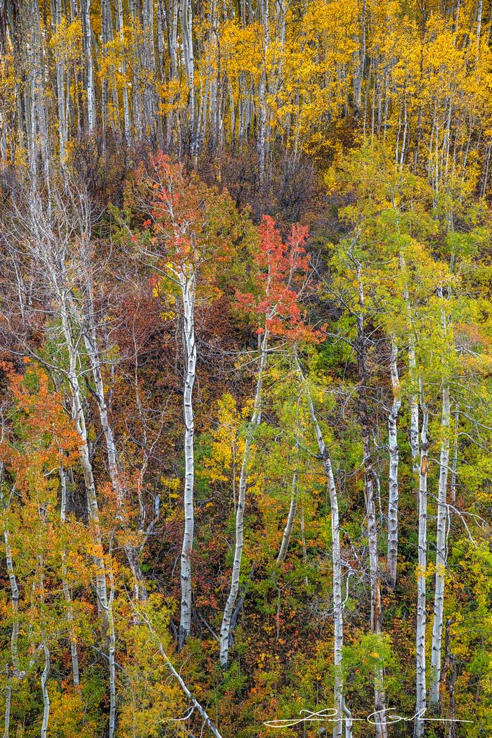 Aspen trees displaying the full fall colors spectrum
