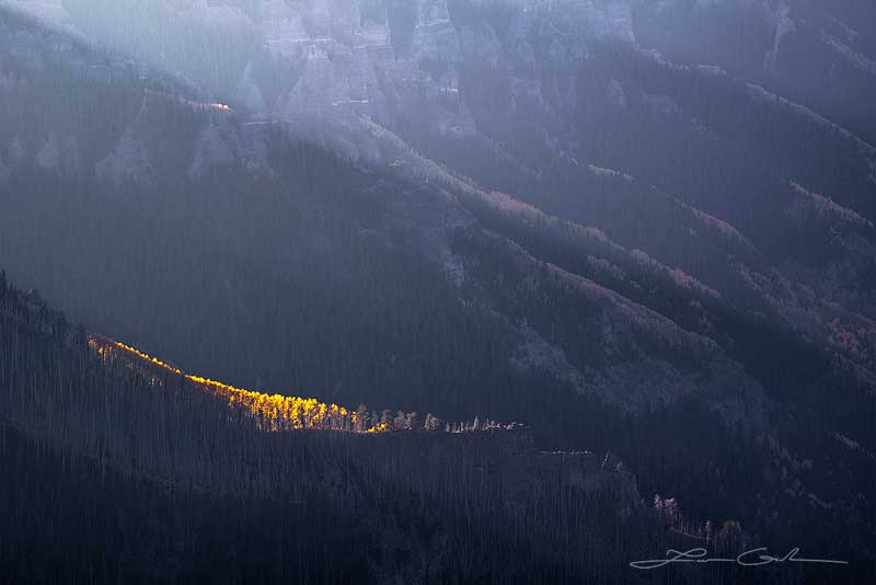 A patch of sunlit aspens against a darker Colorado mountains background - Small