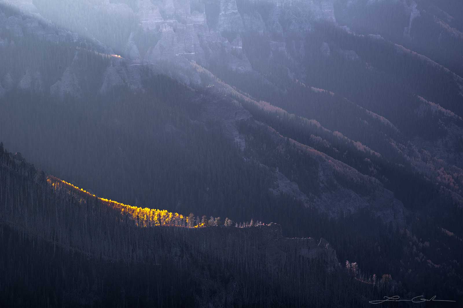 A patch of sunlit aspens against a darker Colorado mountains background