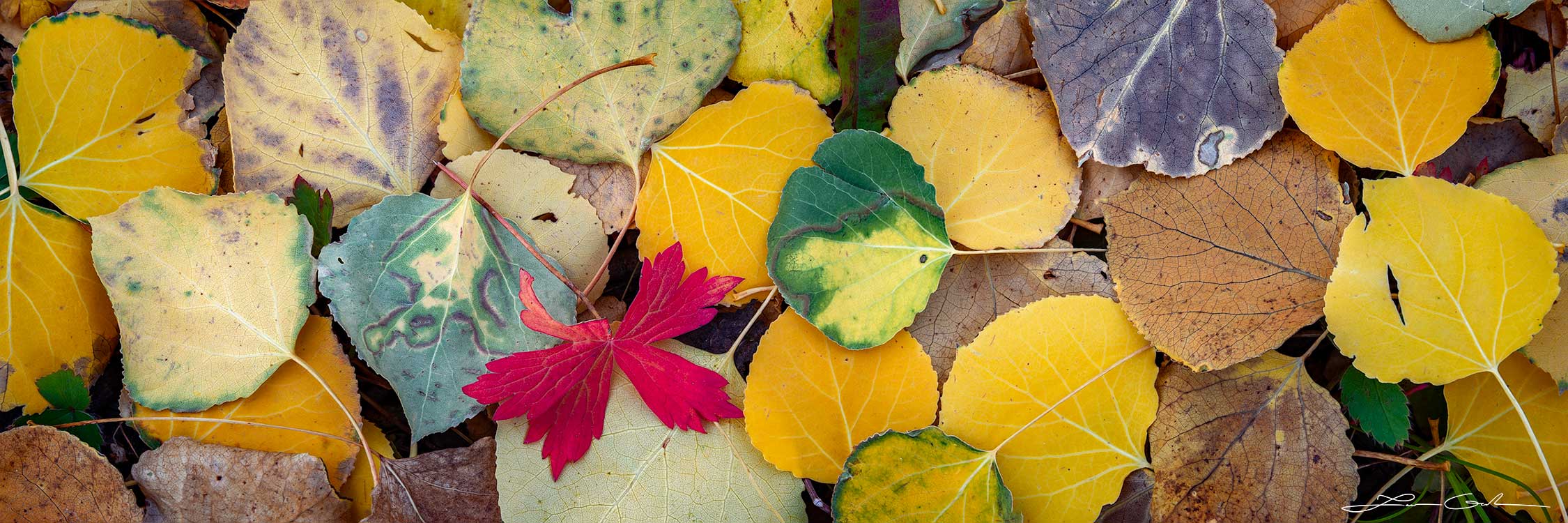 A close-up panorama of fall color aspen leaves and foliage