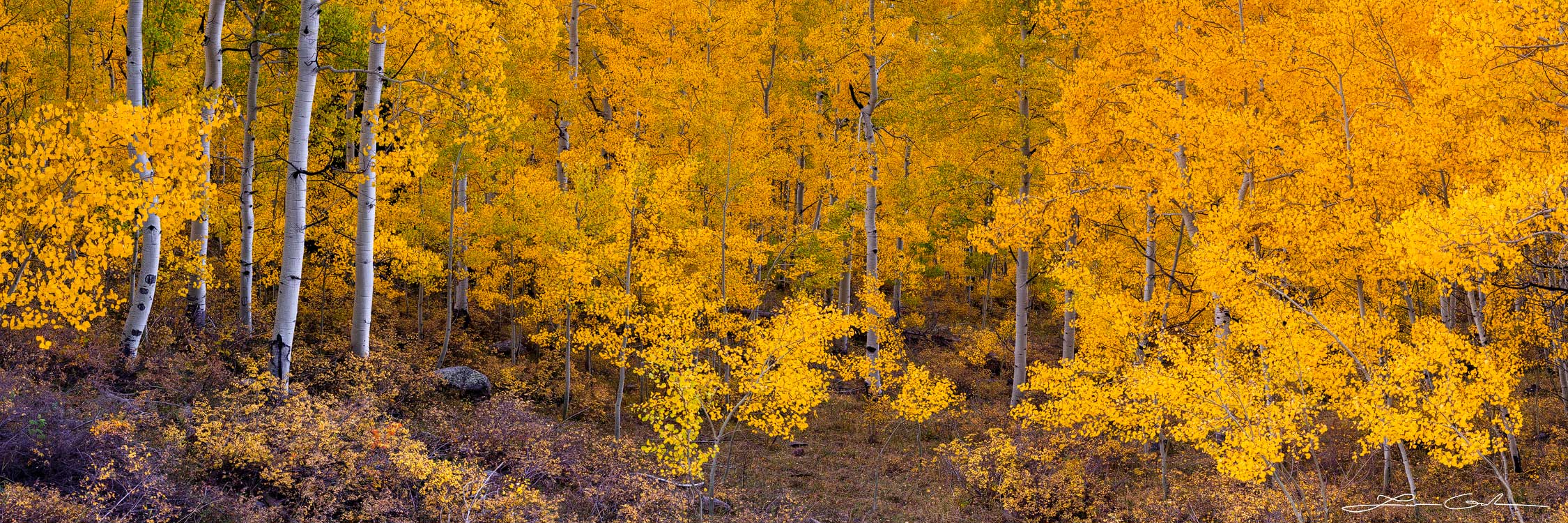 Golden Colorado aspens in a beautiful tree grove and white tree trunks