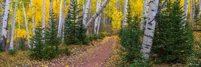 A nature path through a forest of fall color aspen and evergreen trees