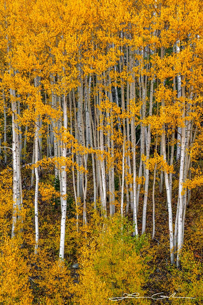 Bright aspen trees with yellow leaves and white trunks